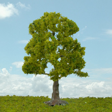 model trees